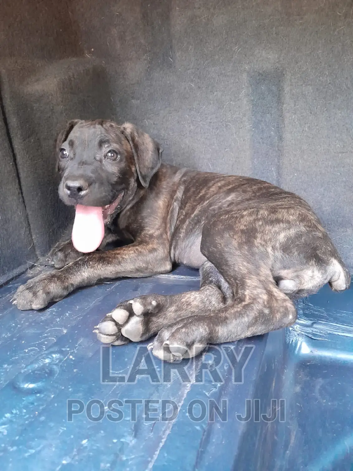 1-3 months Male Purebred Boerboel