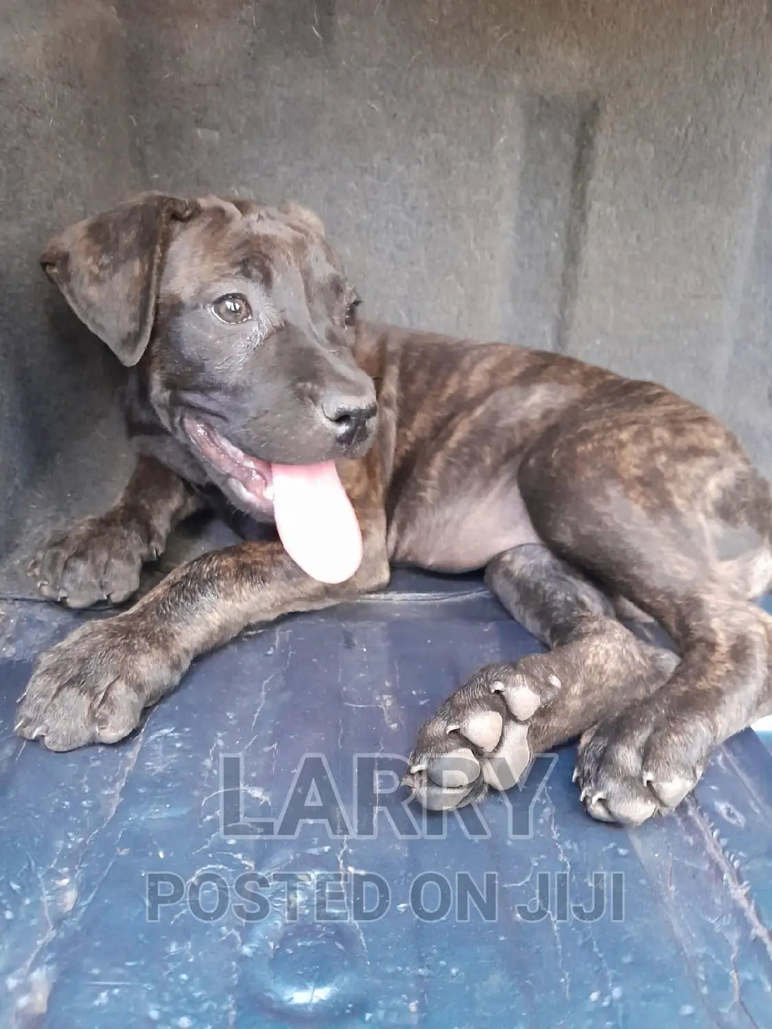 1-3 months Male Purebred Boerboel