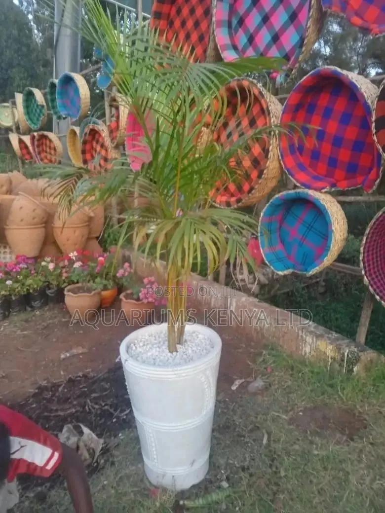 Potted Palm Plants,Pots