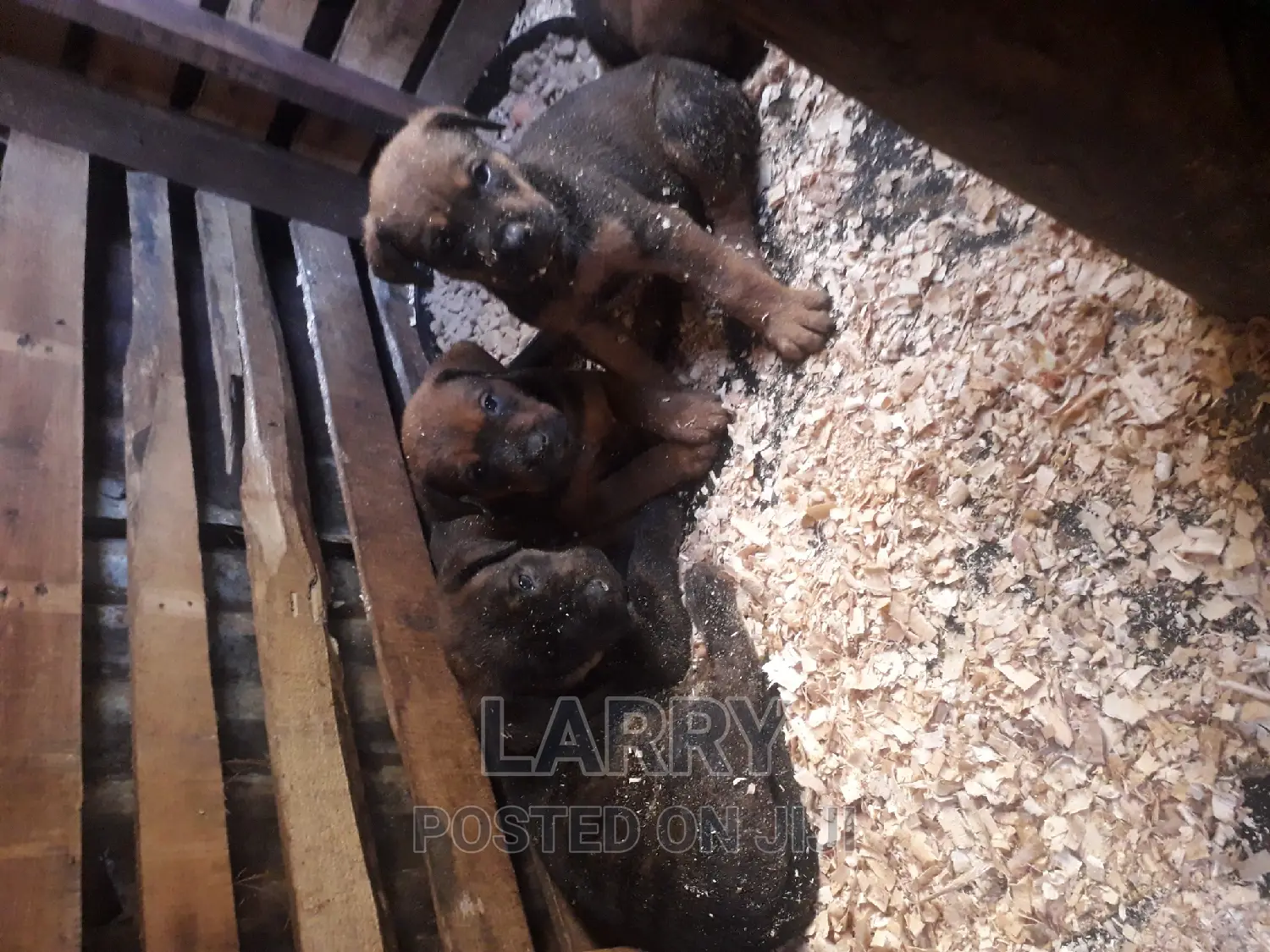 1-3 months Male Purebred Boerboel