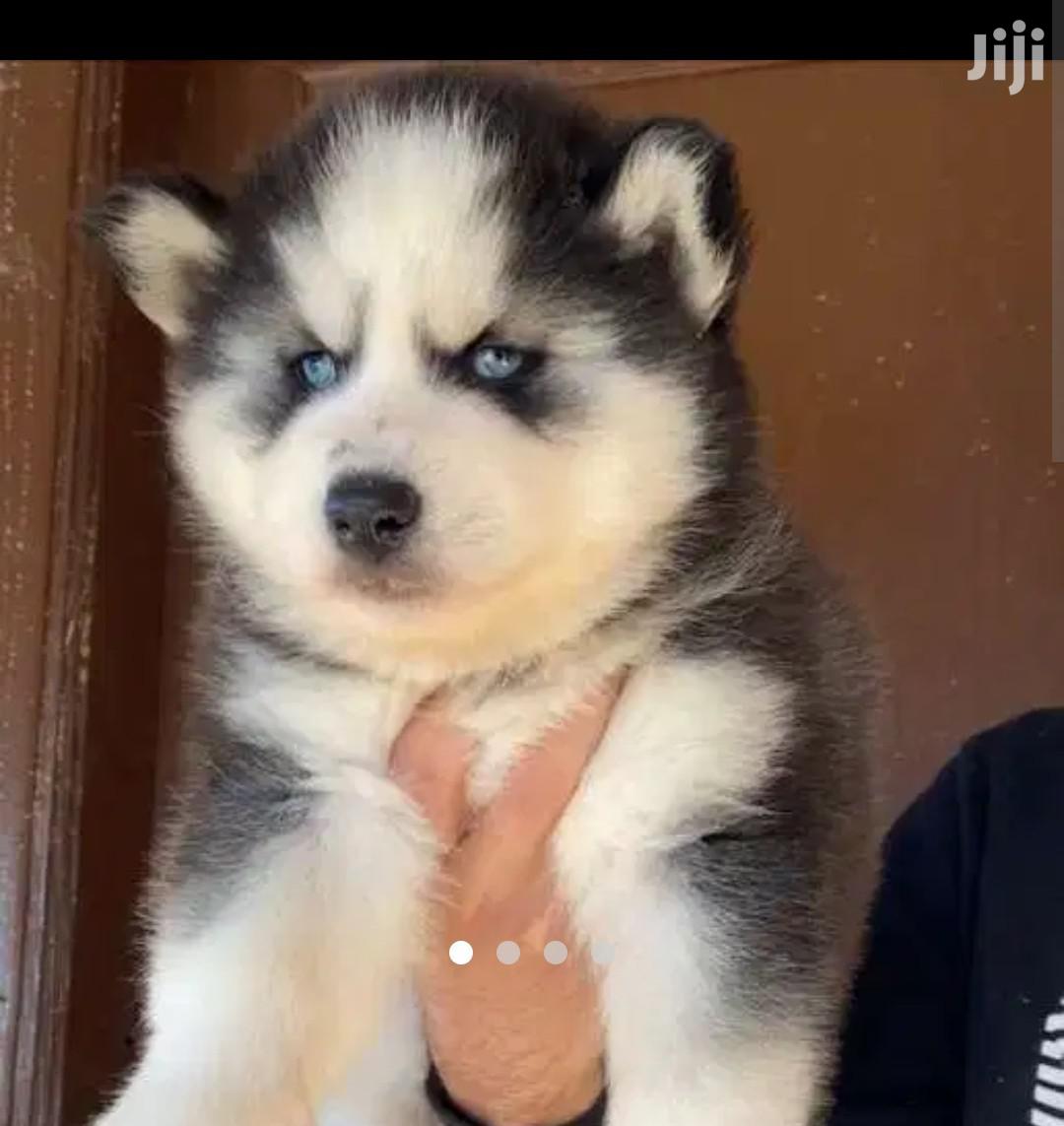 Baby Male Purebred Siberian Husky