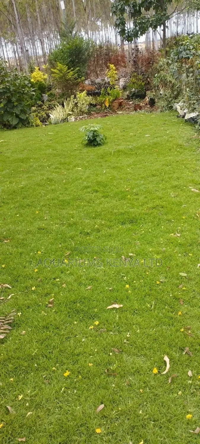 Arabic Carpet Grass,Carpet Grass
