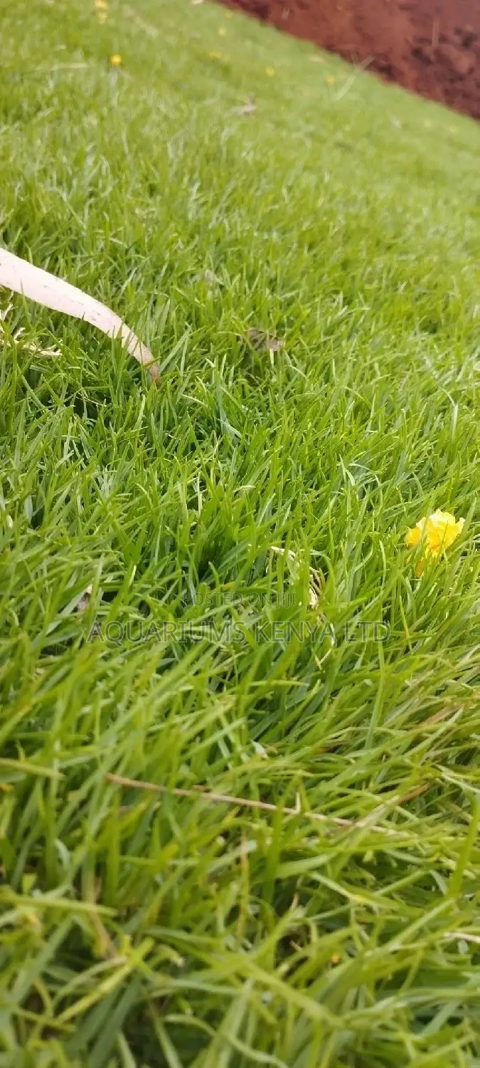 Resistant to Tear and Wear Carpet Grass,Carpet Grass