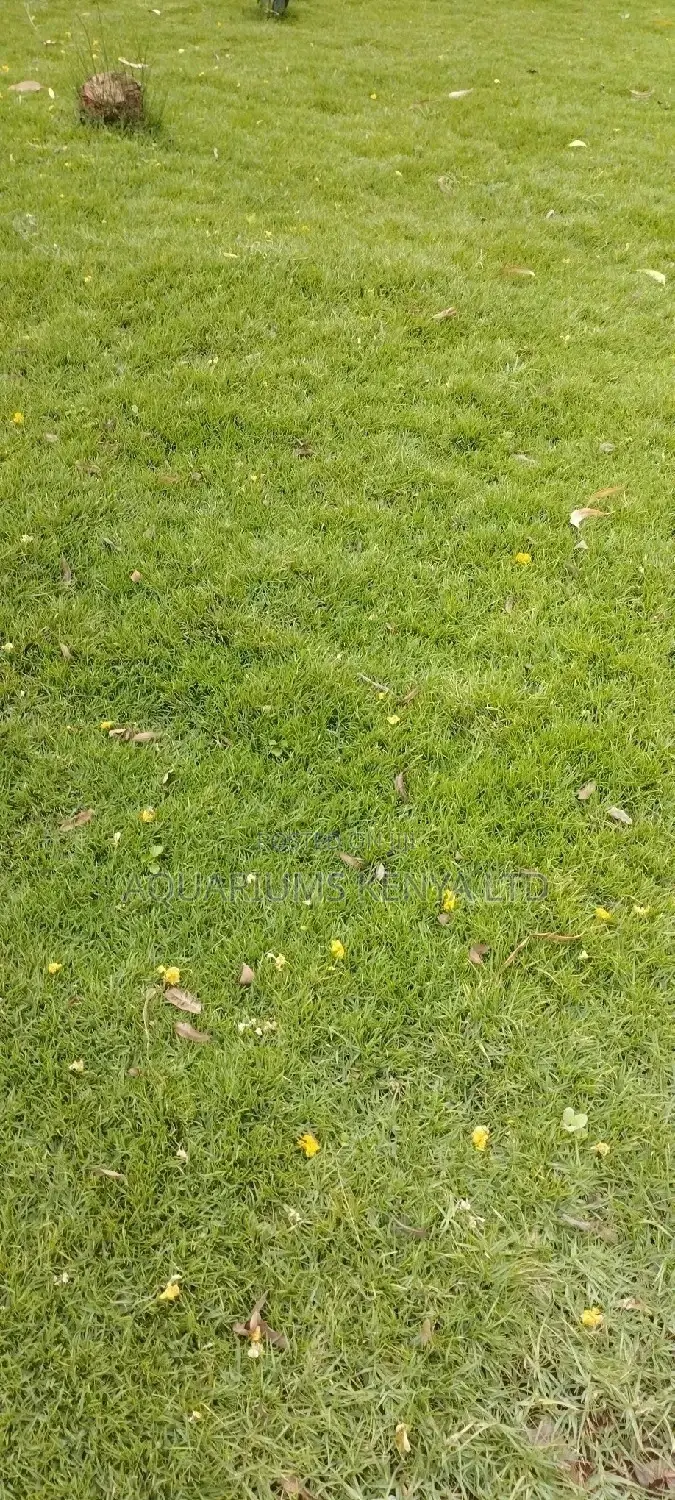 Carpet Grass Kikuyu Grass,Per 50kg Carpet Grass