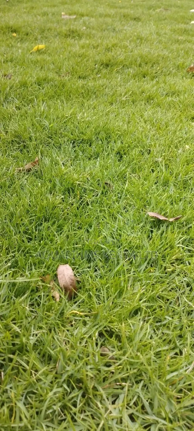 Eureka Kikuyu Grass, Carpet Grass, Carpet Grass