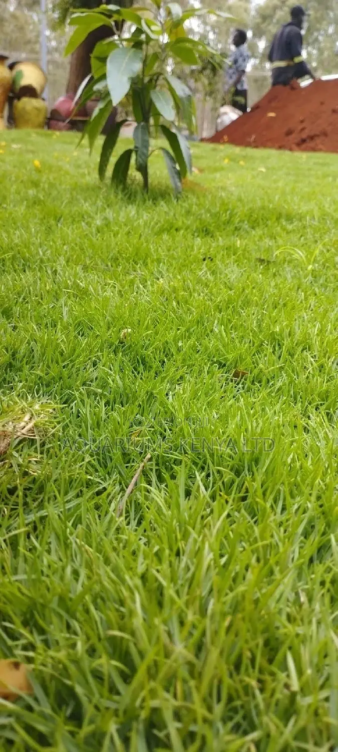 Minimal Upkeep Carpet Grass, Carpet Grass