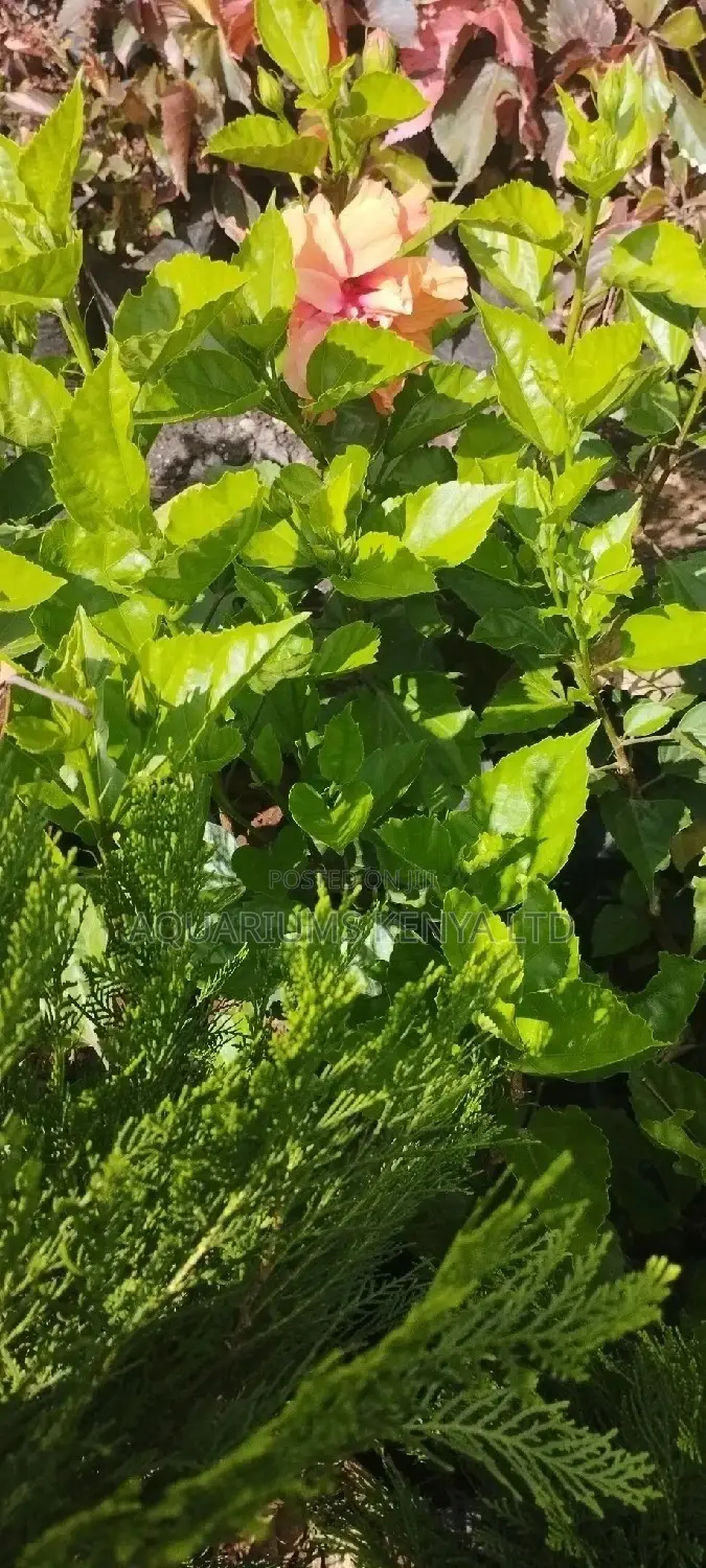 Hibiscus Flower Plant,Flower Plants
