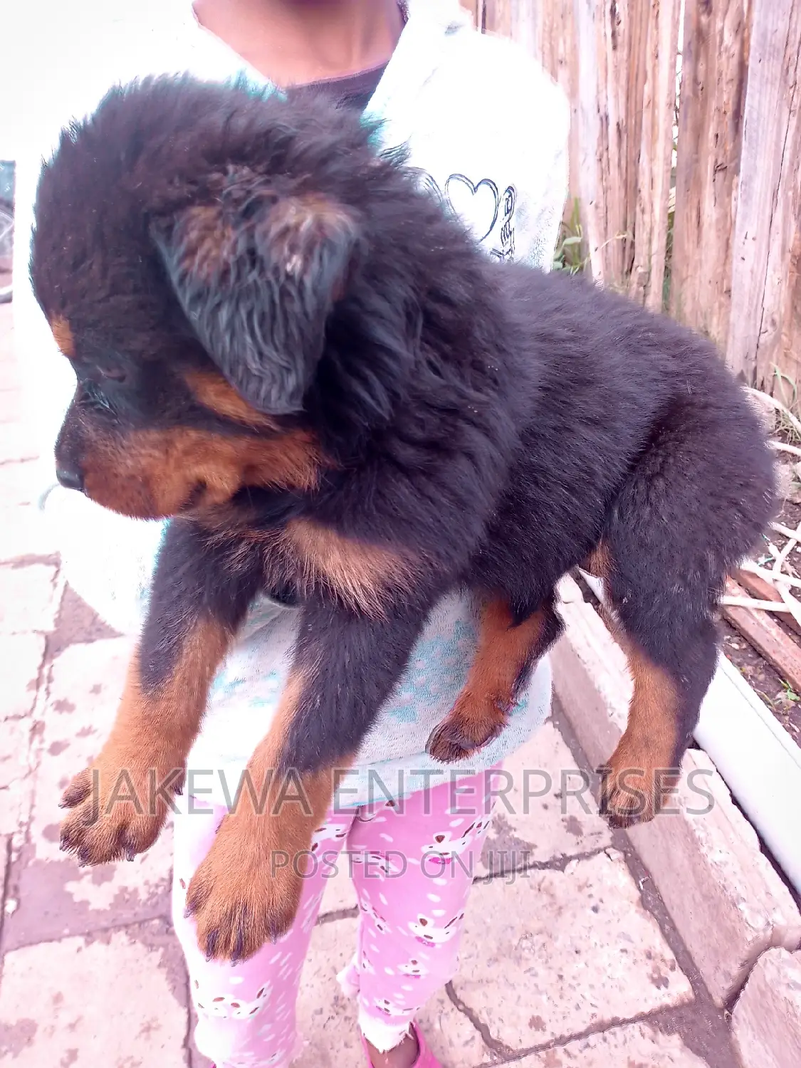 1-3 months Male Purebred Rottweiler