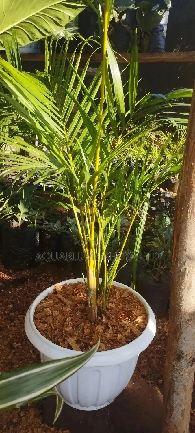Golden Palm Plants , Potted Palms