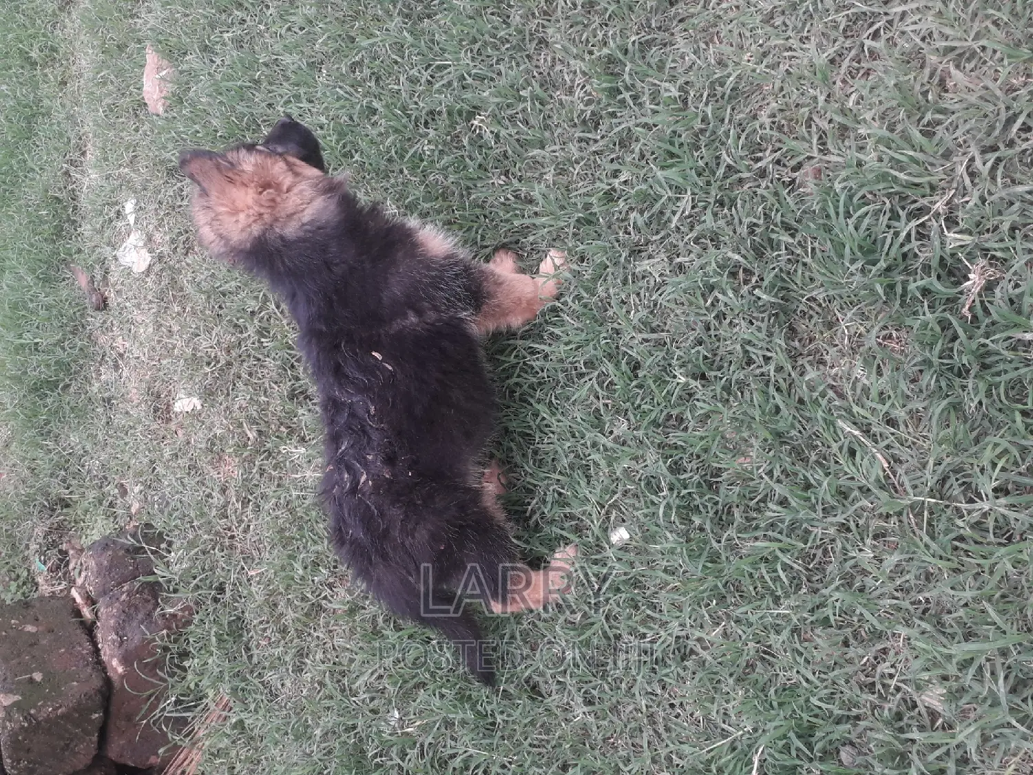 1-3 months Female Purebred German Shepherd
