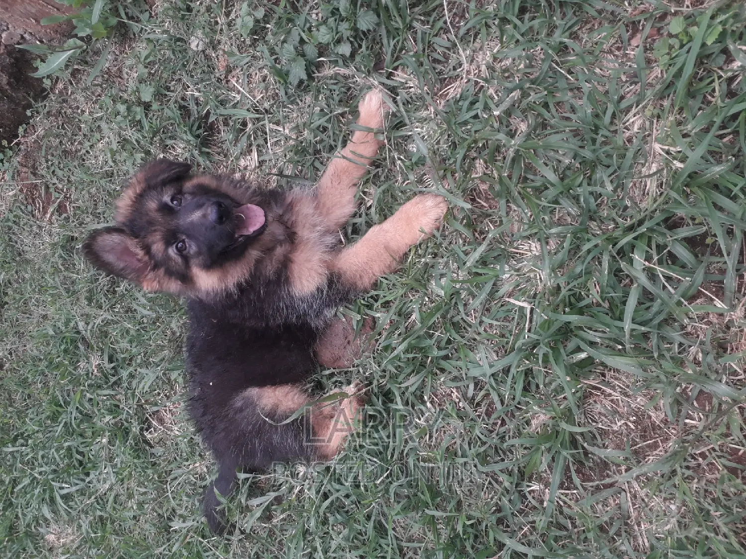 1-3 months Female Purebred German Shepherd