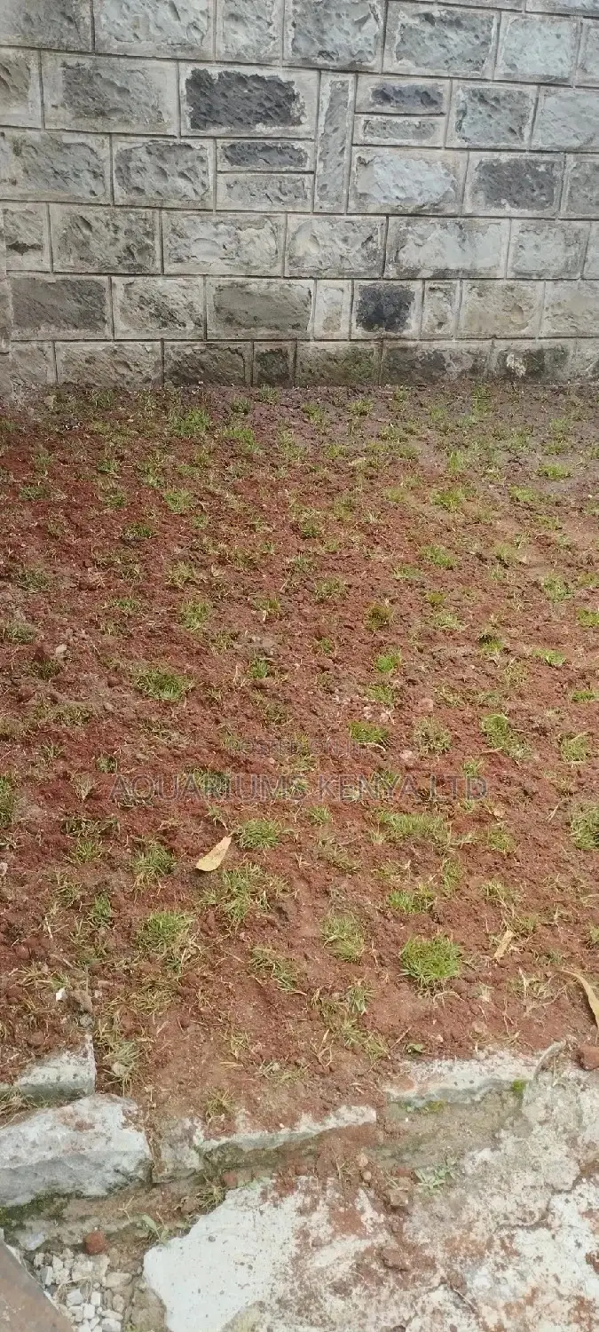 Arabic Original Grass,Arabic Grass