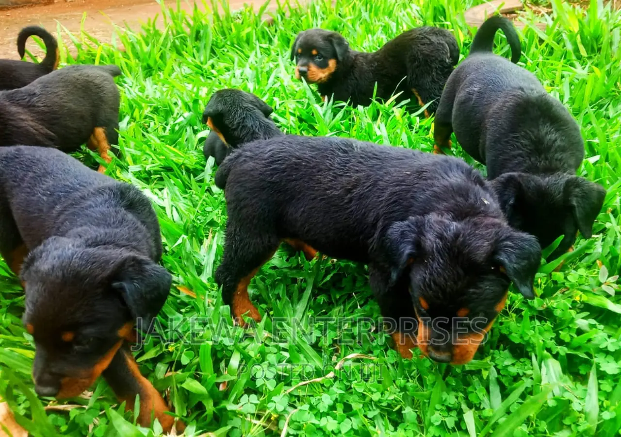 1-3 months Male Purebred Rottweiler