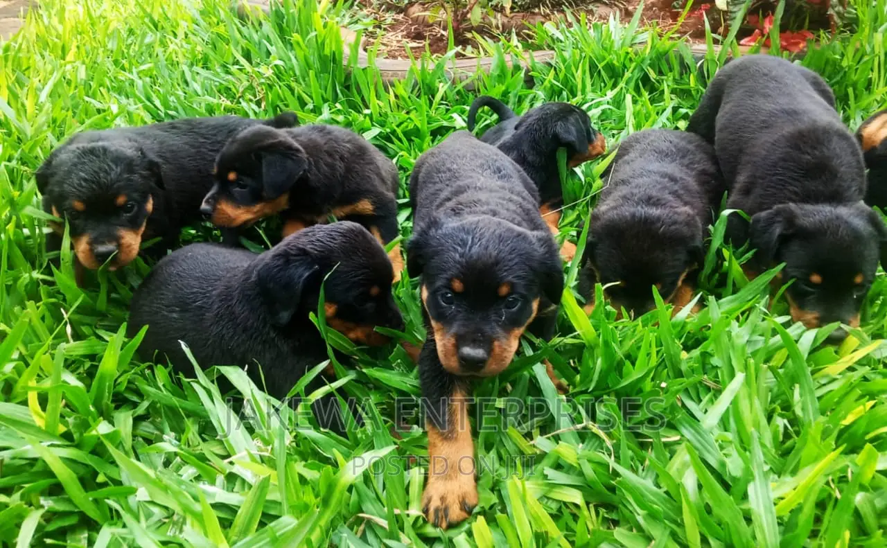 1-3 months Male Purebred Rottweiler
