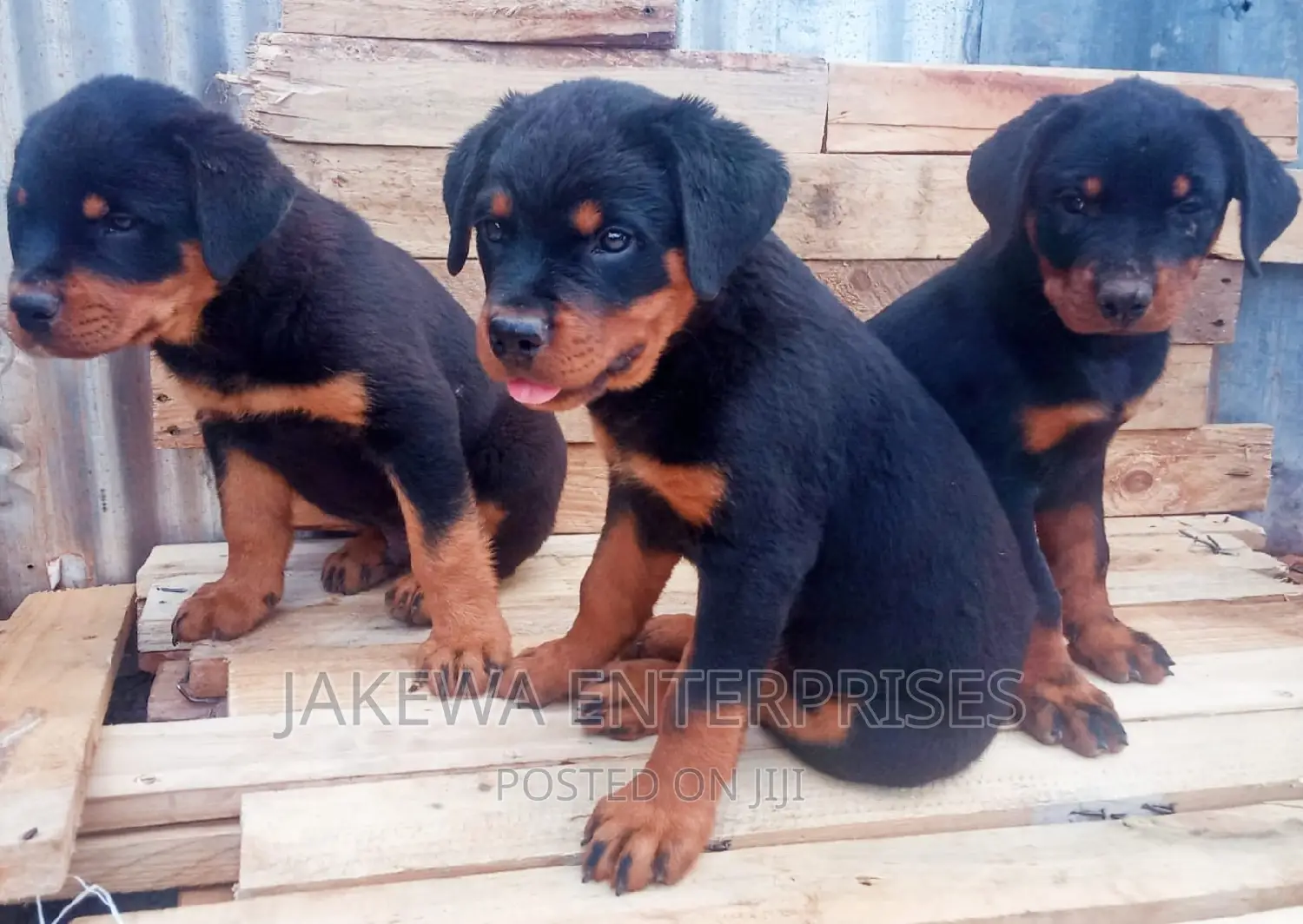 1-3 months Female Purebred Rottweiler