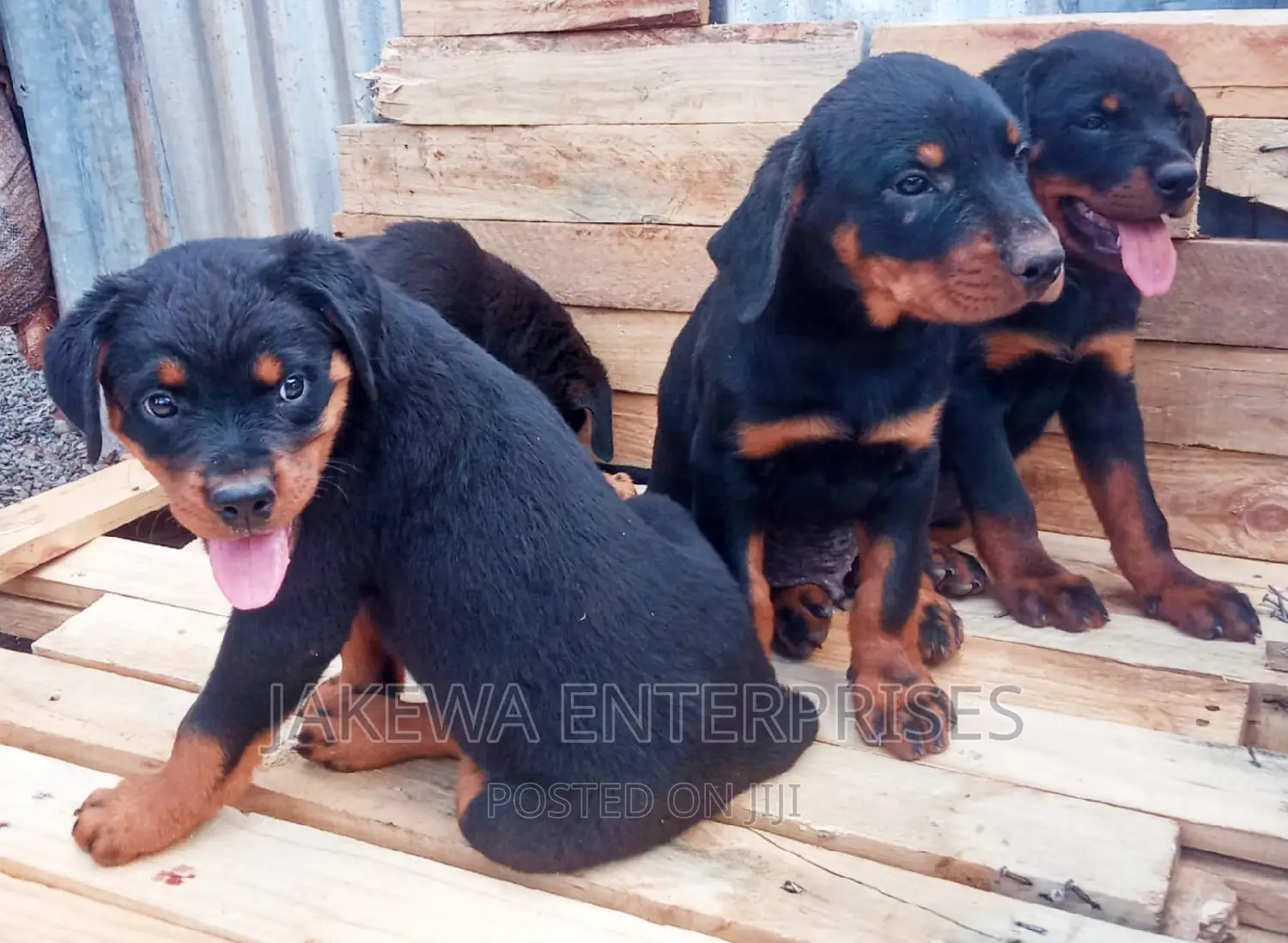 1-3 months Female Purebred Rottweiler
