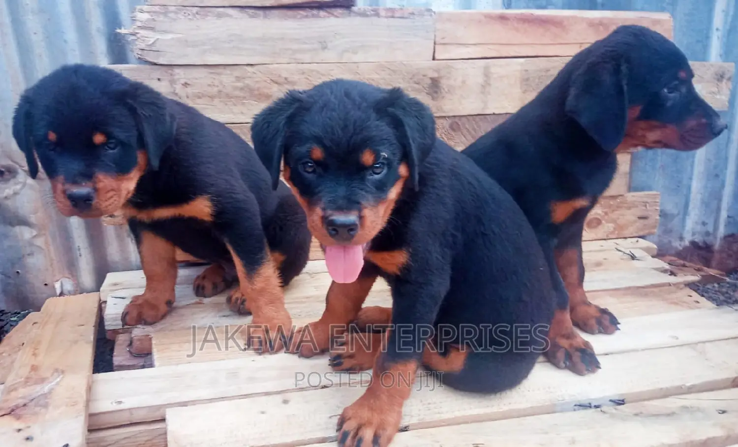 1-3 months Female Purebred Rottweiler