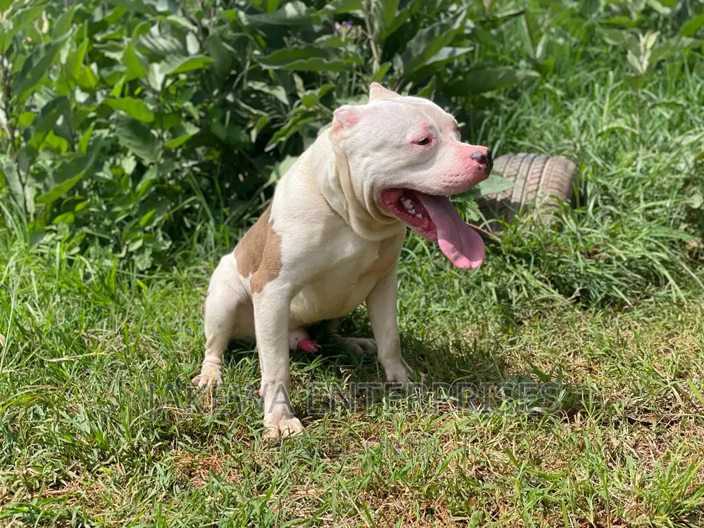 American Bully STUD Service / American Pitbull Pure Breeds