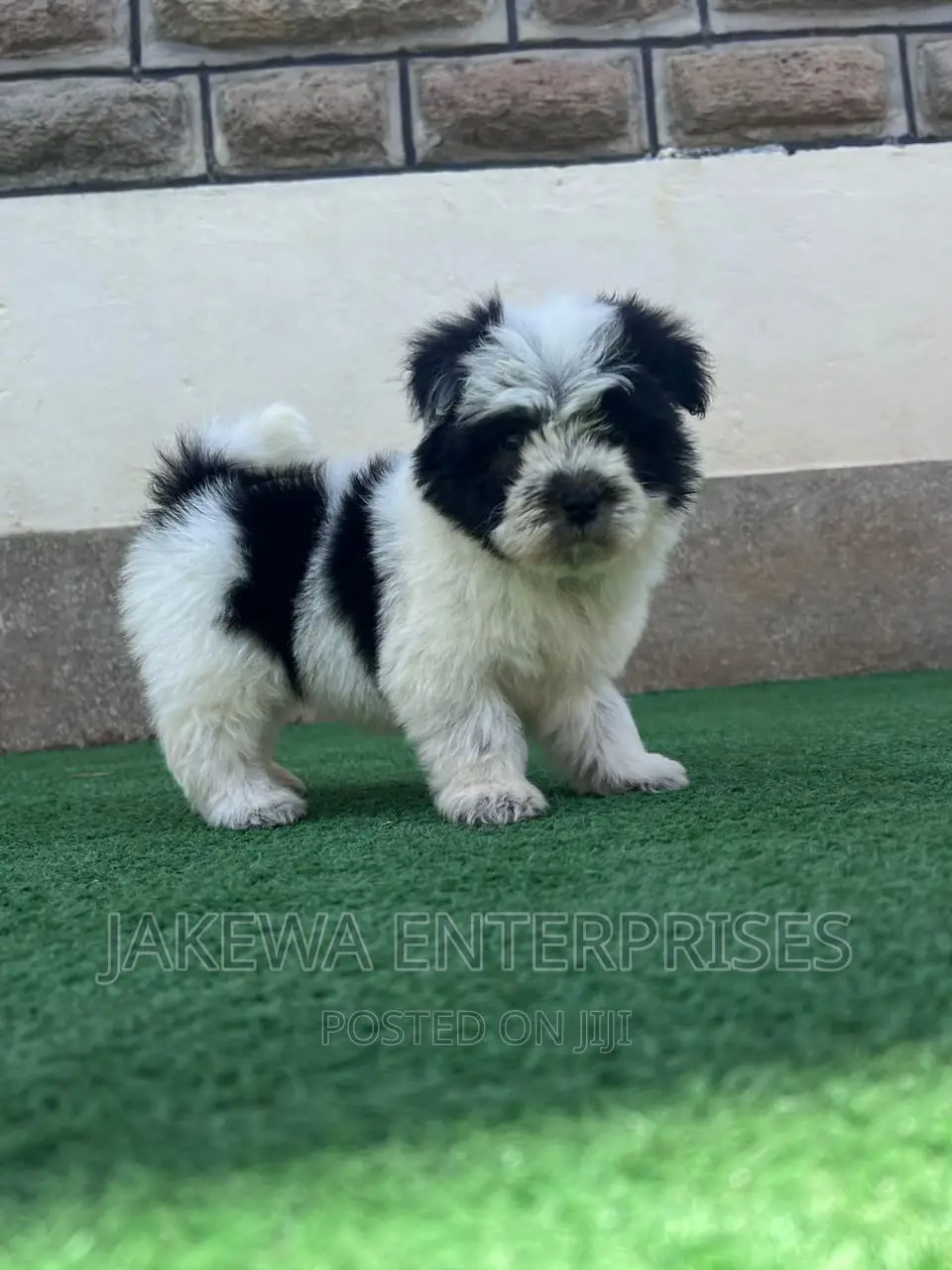 1-3 months Female Purebred Havanese