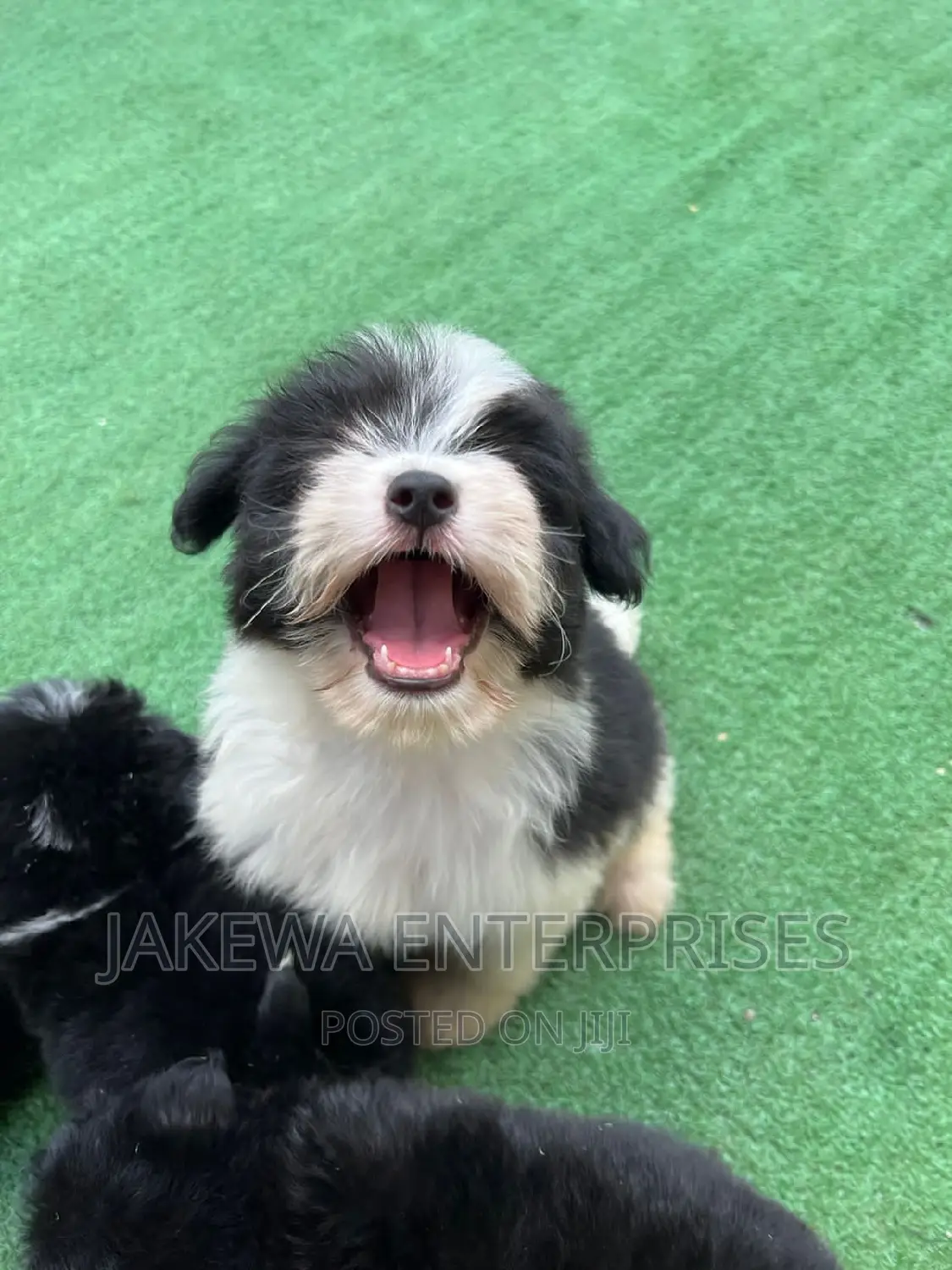 1-3 months Female Purebred Havanese