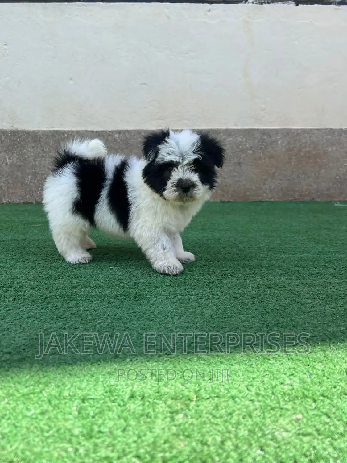 1-3 months Female Purebred Havanese