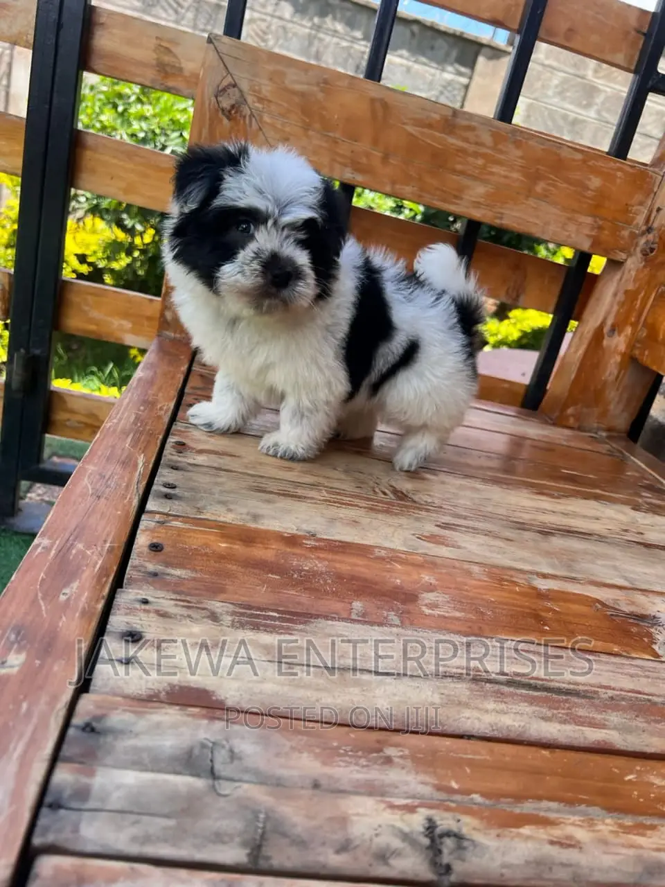 1-3 months Female Purebred Havanese