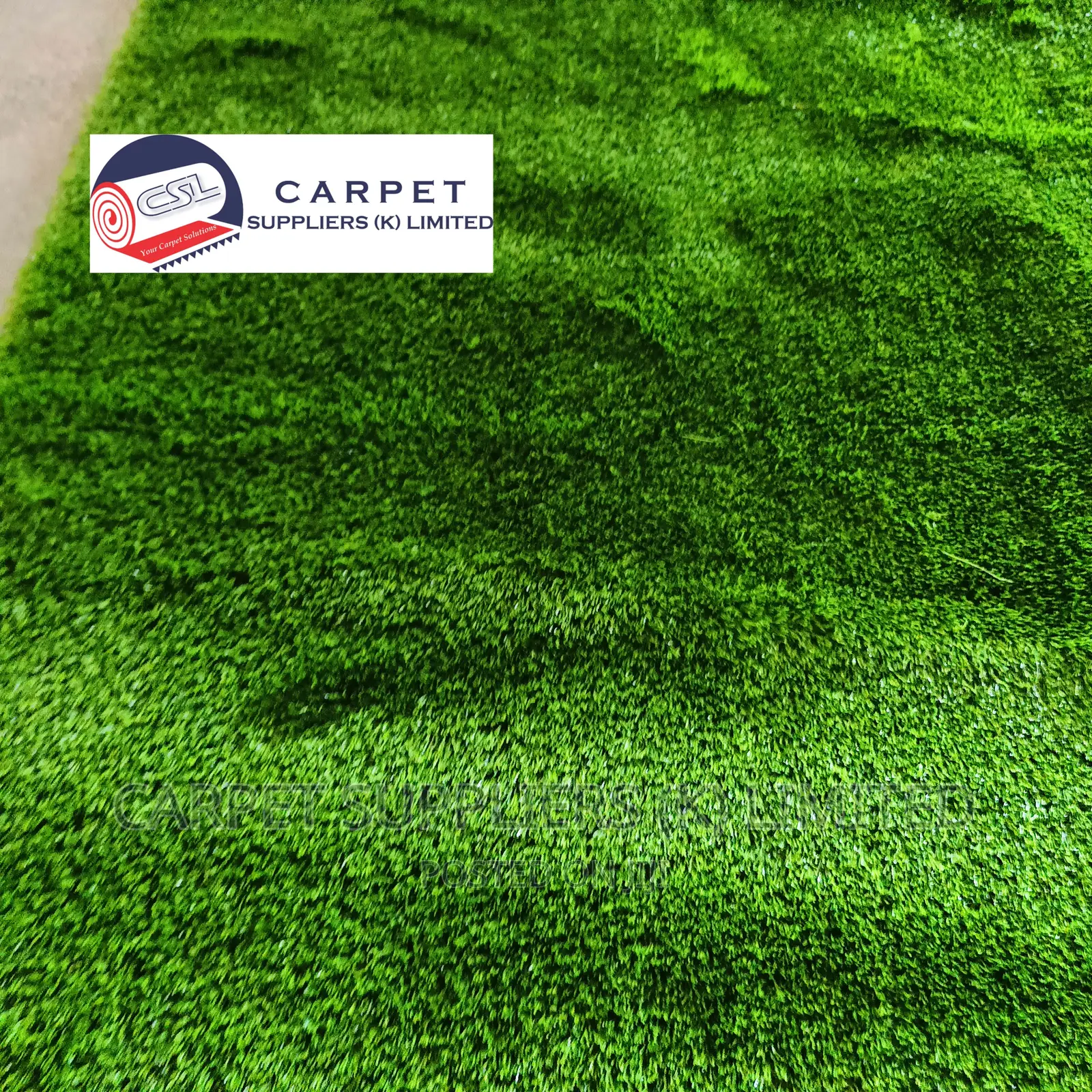 Turf Grass