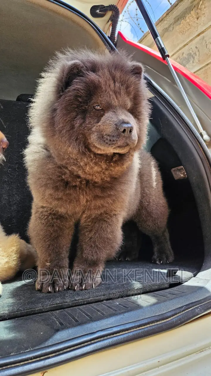 1-3 months Male Purebred Chow Chow