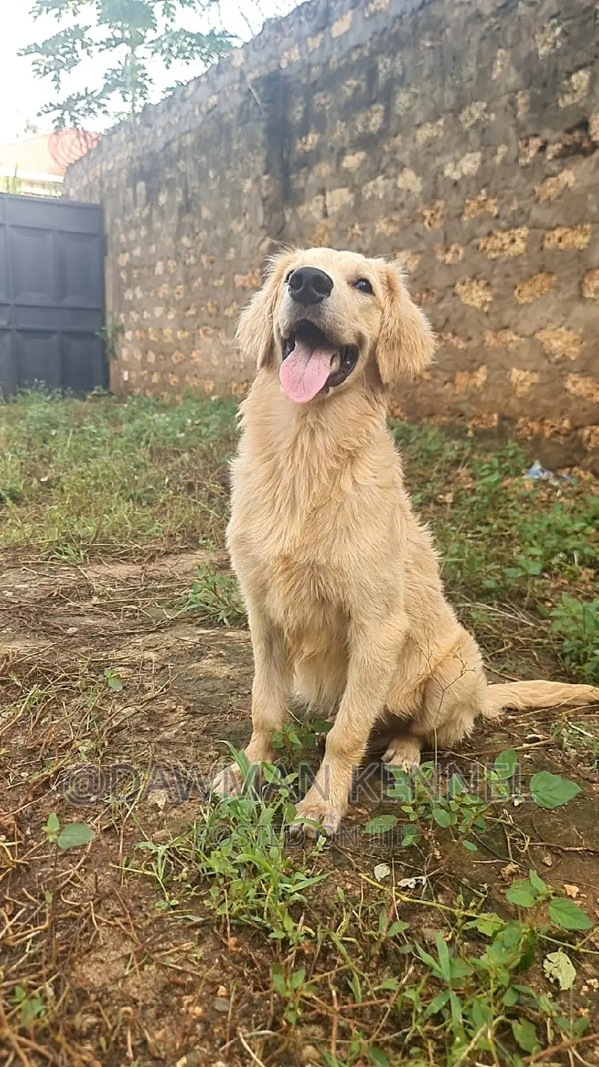 3-6 months Male Purebred Golden Retriever