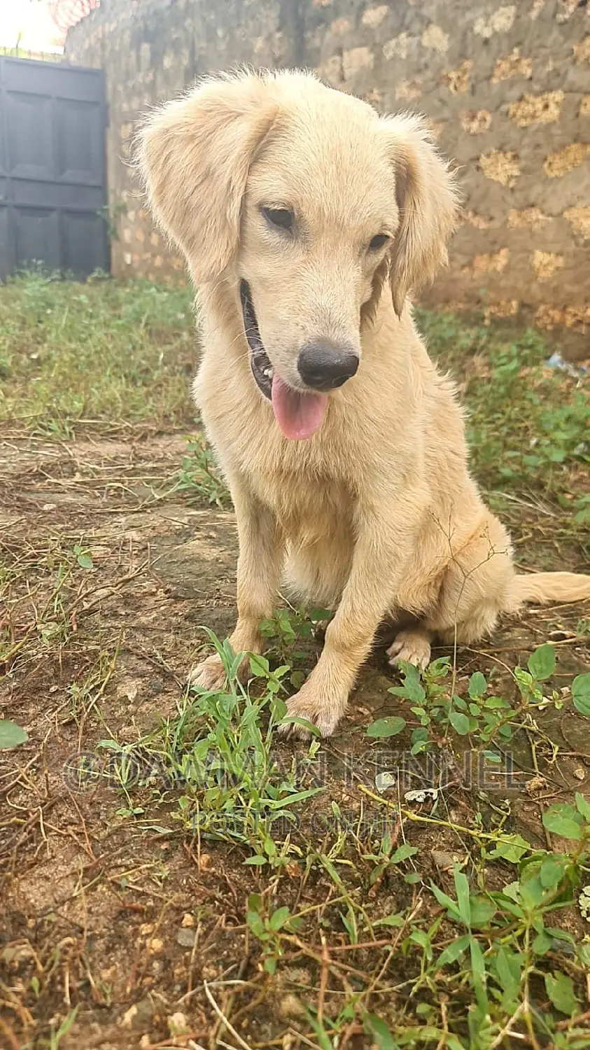 3-6 months Male Purebred Golden Retriever