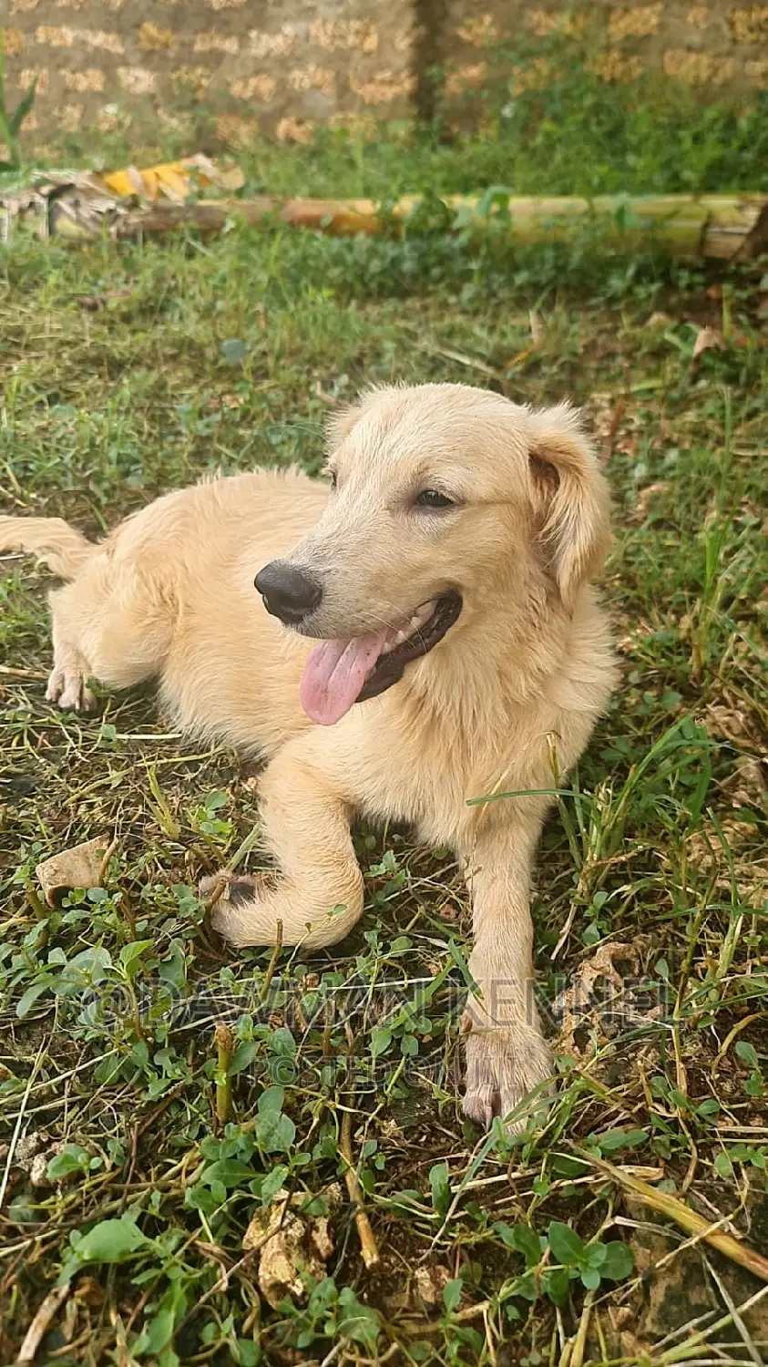 3-6 months Male Purebred Golden Retriever
