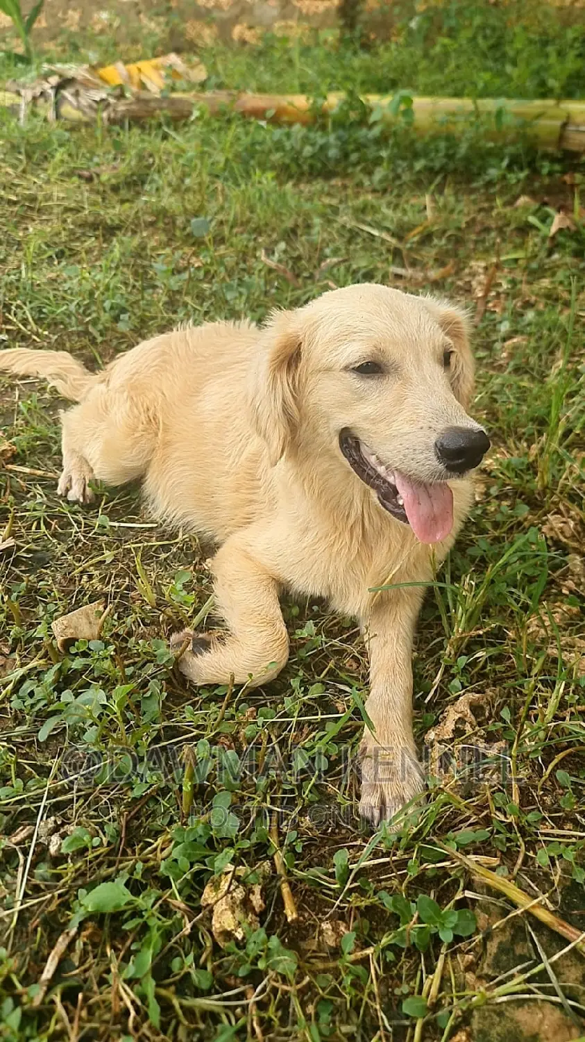 3-6 months Male Purebred Golden Retriever