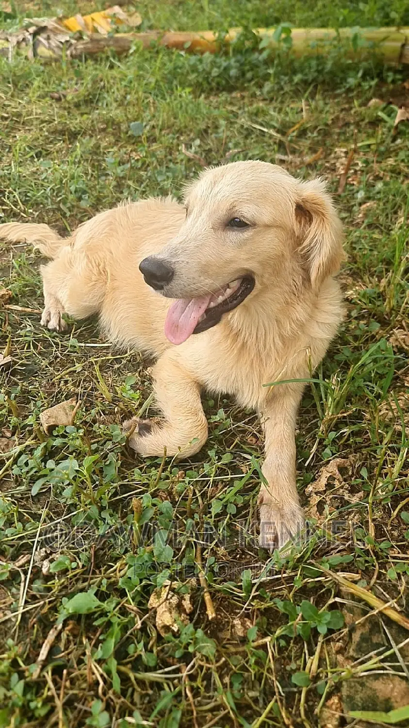 3-6 months Male Purebred Golden Retriever