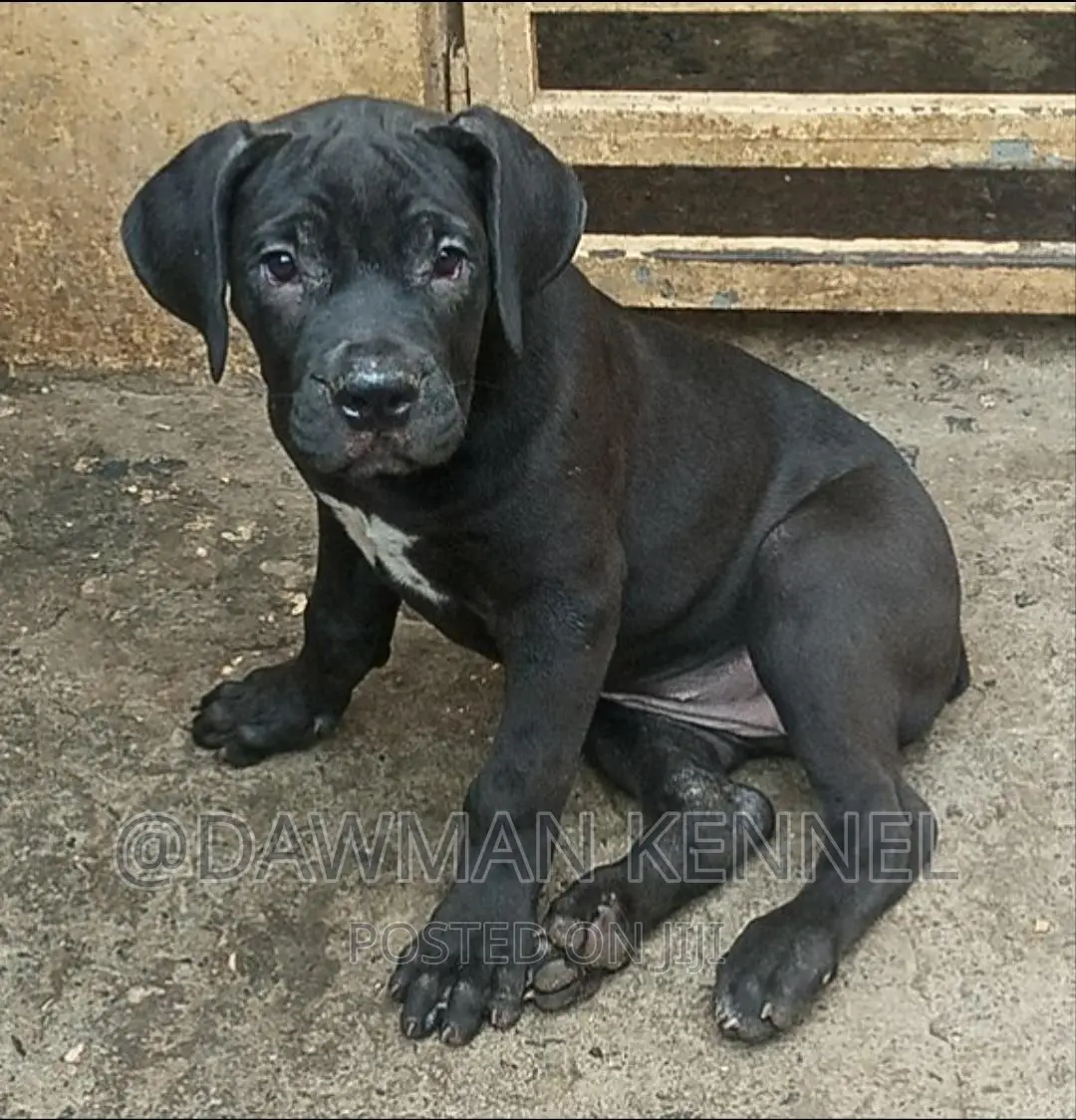 1-3 months Male Purebred Boerboel