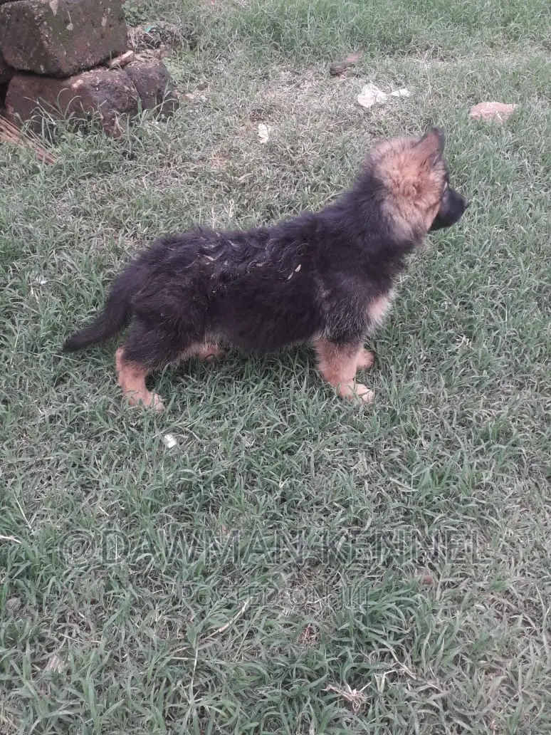 1-3 months Male Purebred German Shepherd