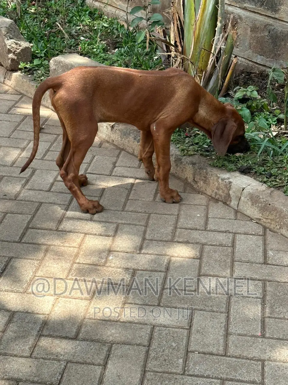 1-3 months Male Purebred Rhodesian Ridgeback