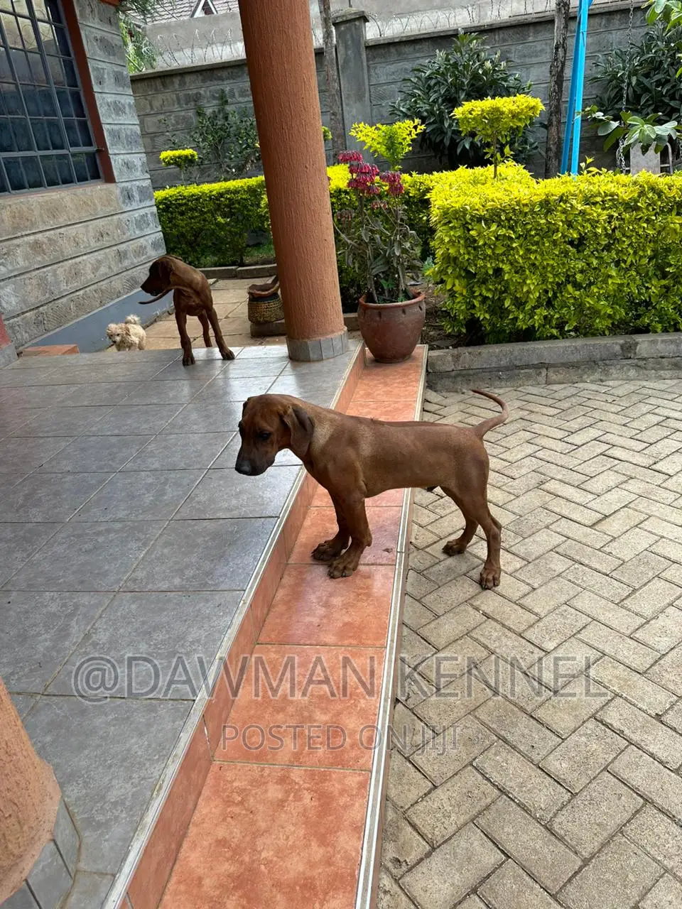 1-3 months Female Purebred Rhodesian Ridgeback