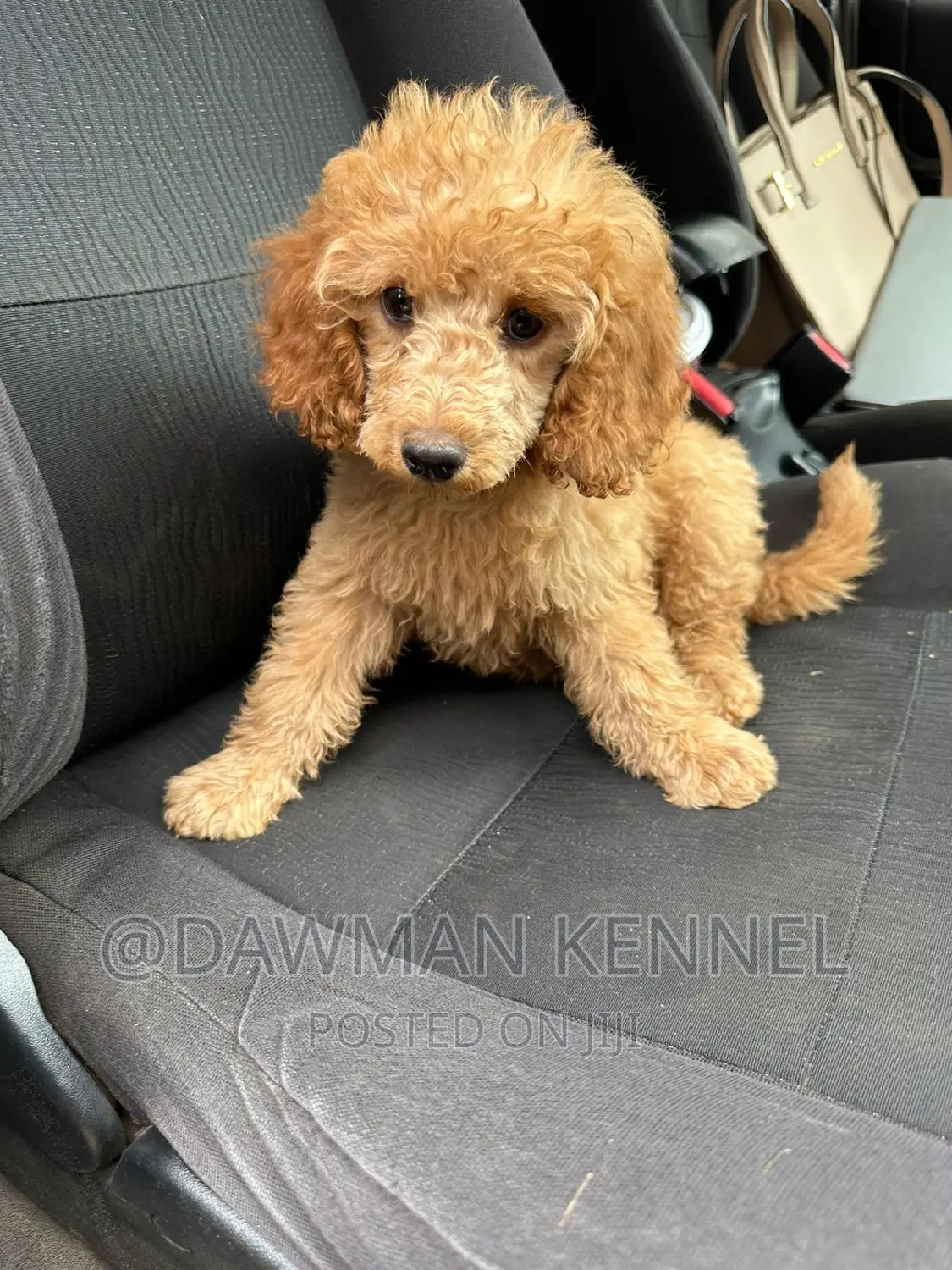 1-3 months Male Purebred Poodle