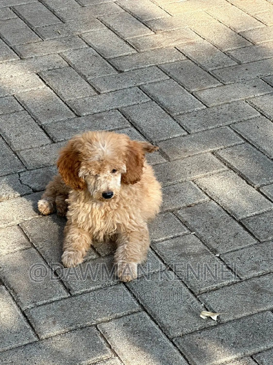1-3 months Male Purebred Poodle