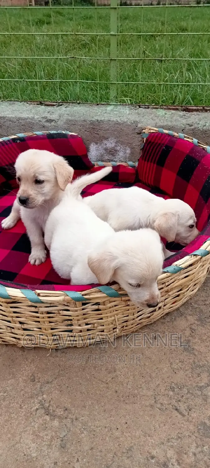 1-3 months Male Purebred Labrador Retriever