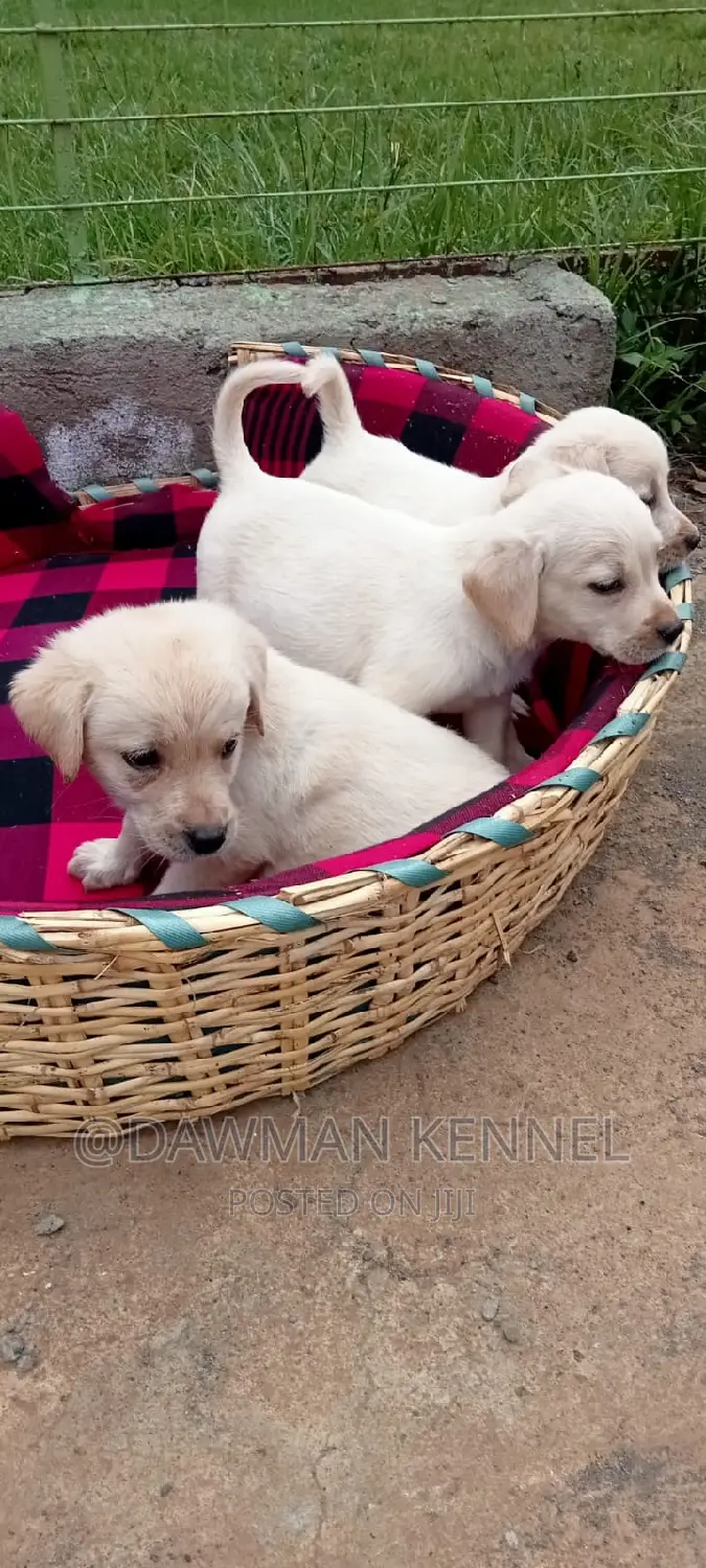 1-3 months Male Purebred Labrador Retriever