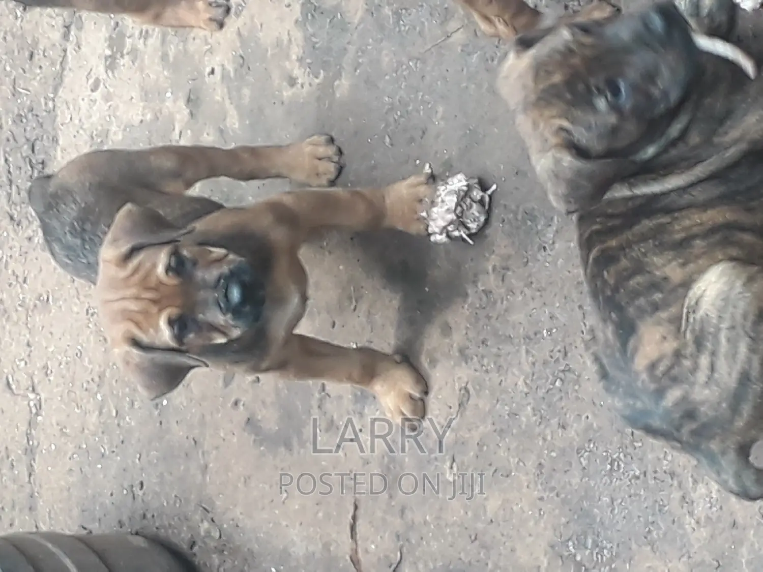 1-3 months Female Purebred Boerboel