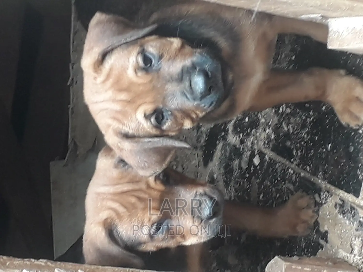1-3 months Female Purebred Boerboel