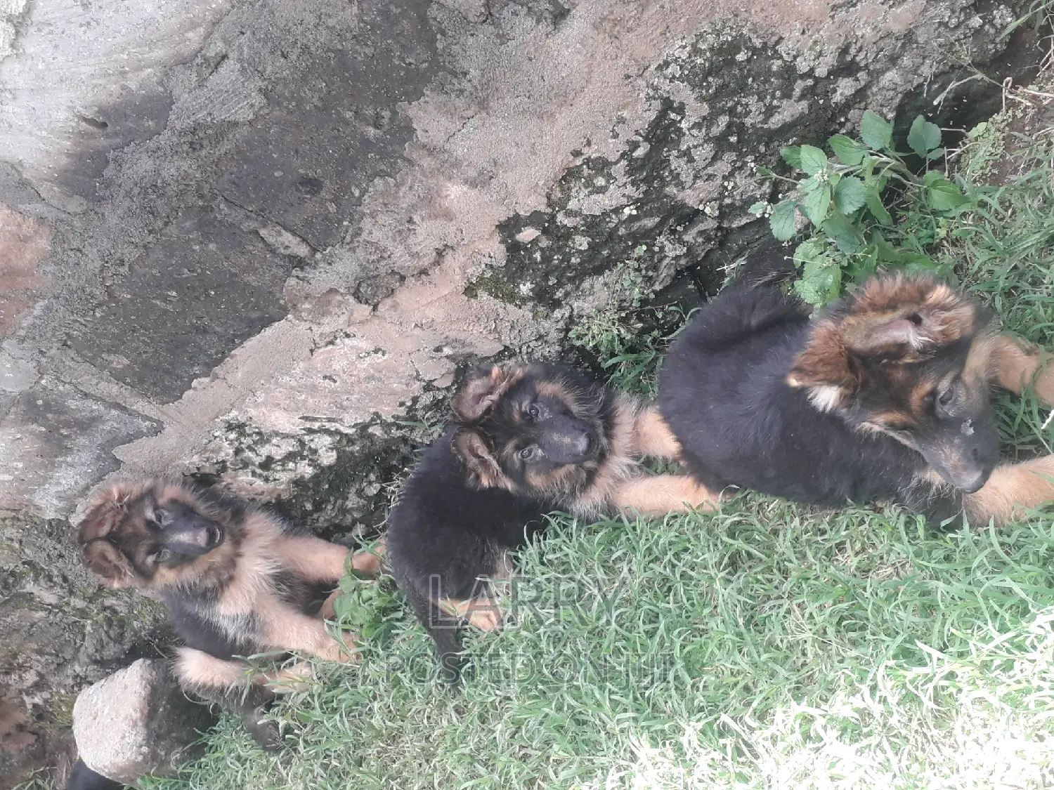 1-3 months Female Purebred German Shepherd