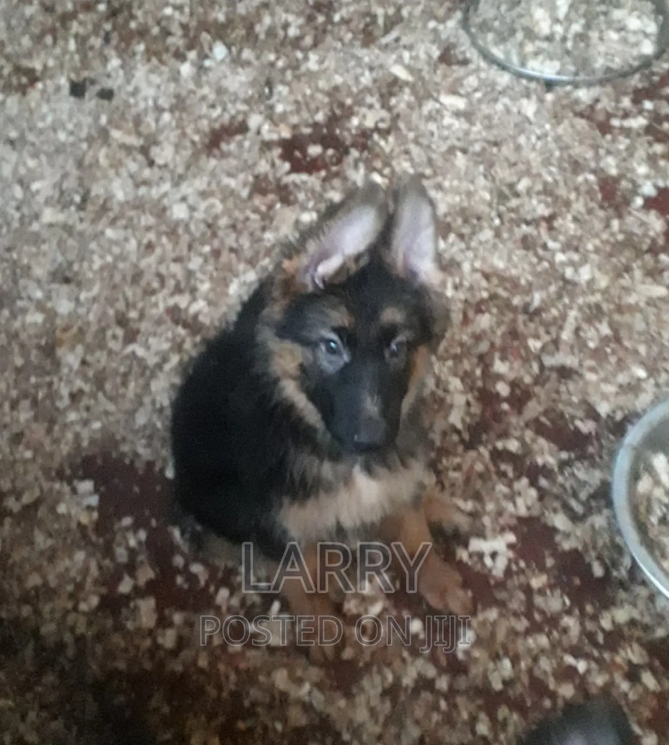 1-3 months Female Purebred German Shepherd