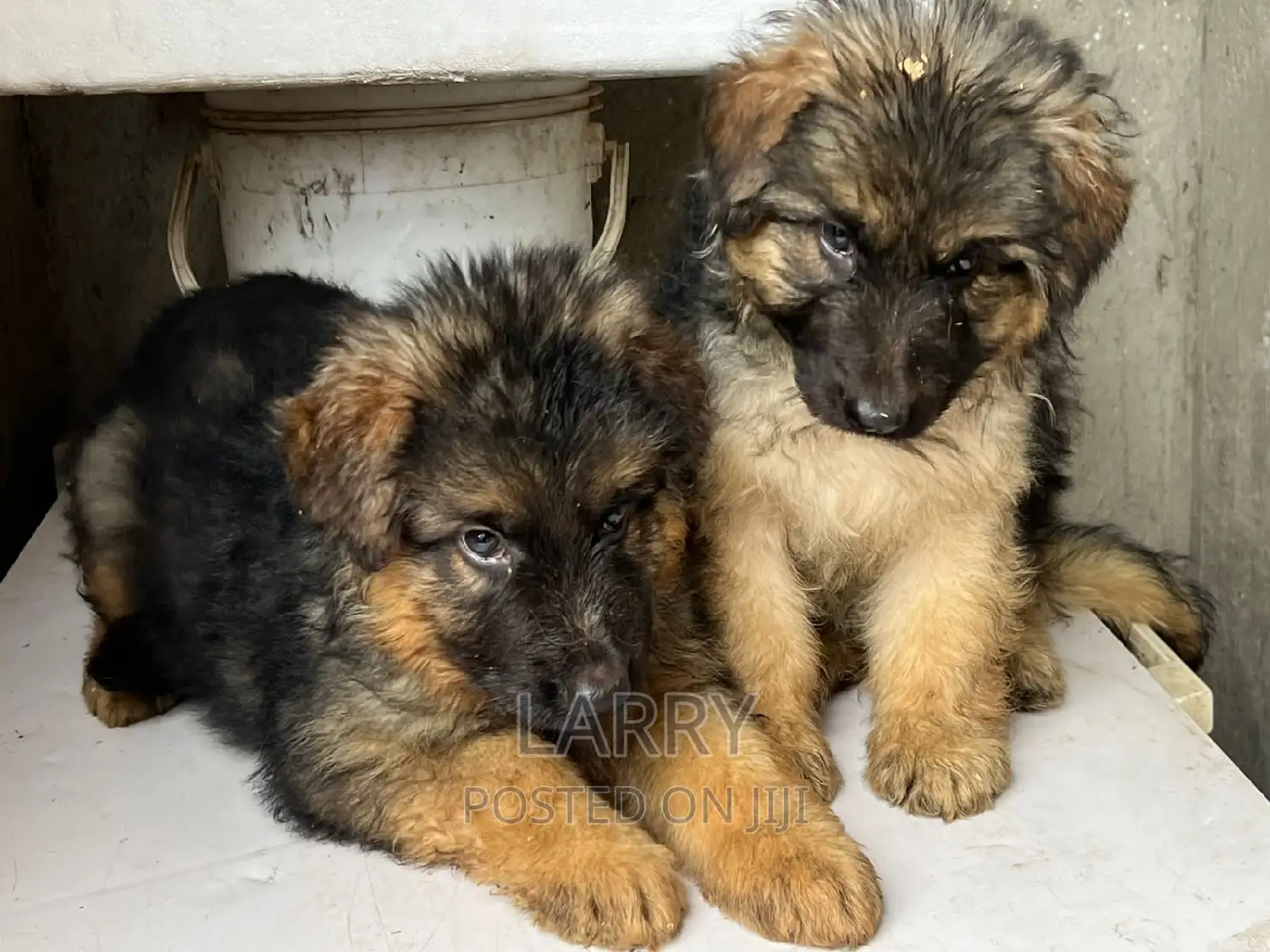 1-3 months Male Purebred German Shepherd