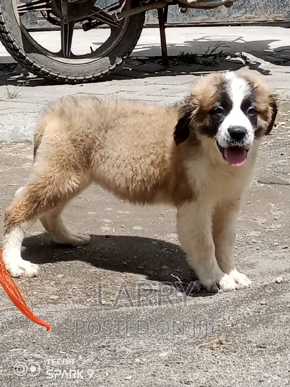 1-3 months Female Purebred Saint Bernard