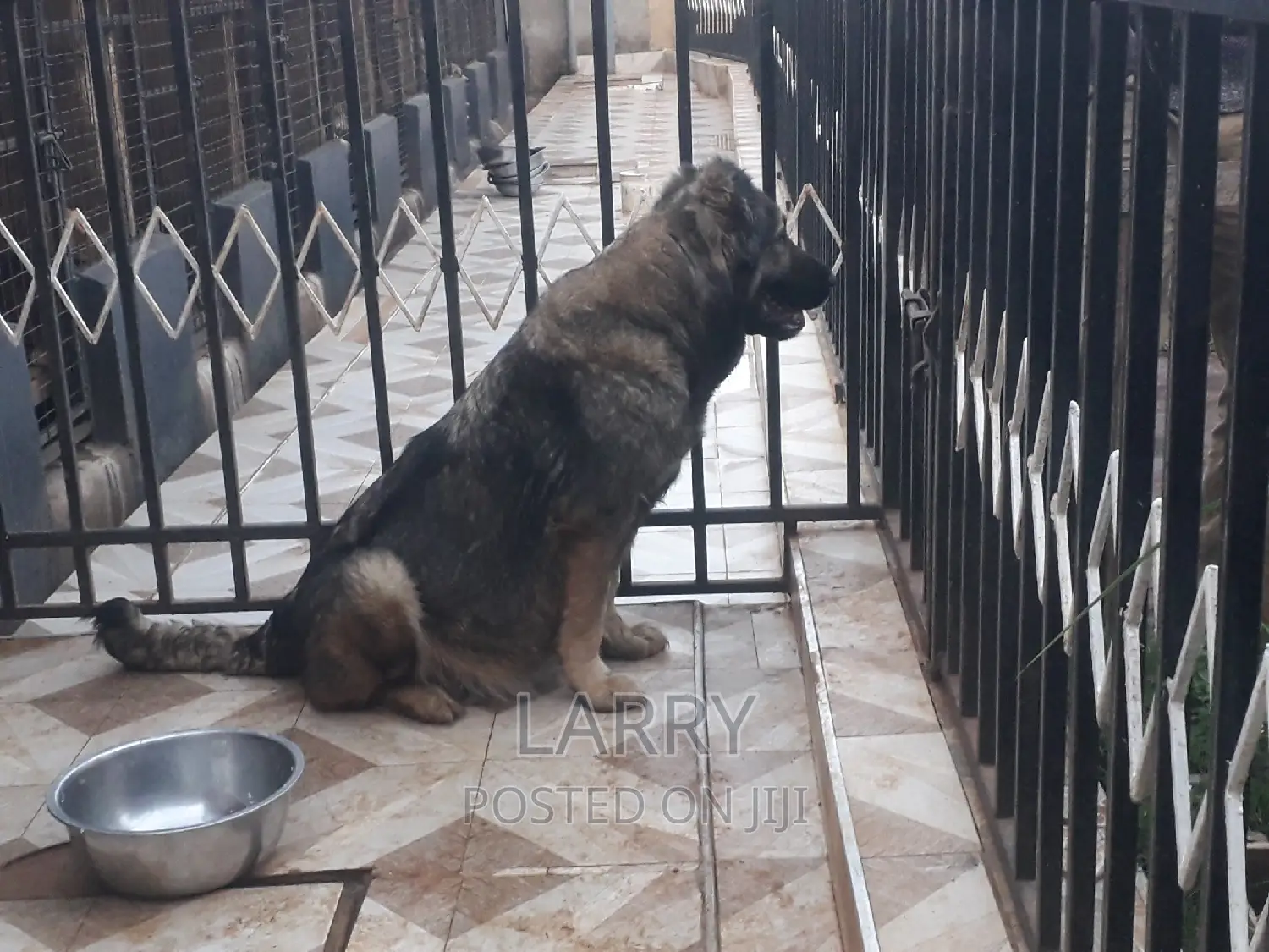 1+ year Female Purebred Caucasian Shepherd