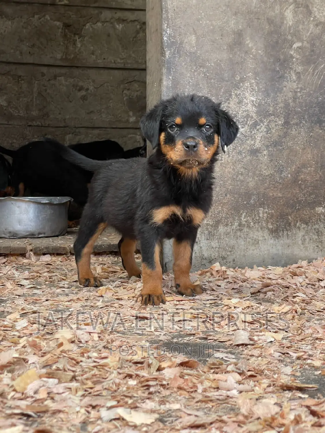 1-3 months Female Purebred Rottweiler
