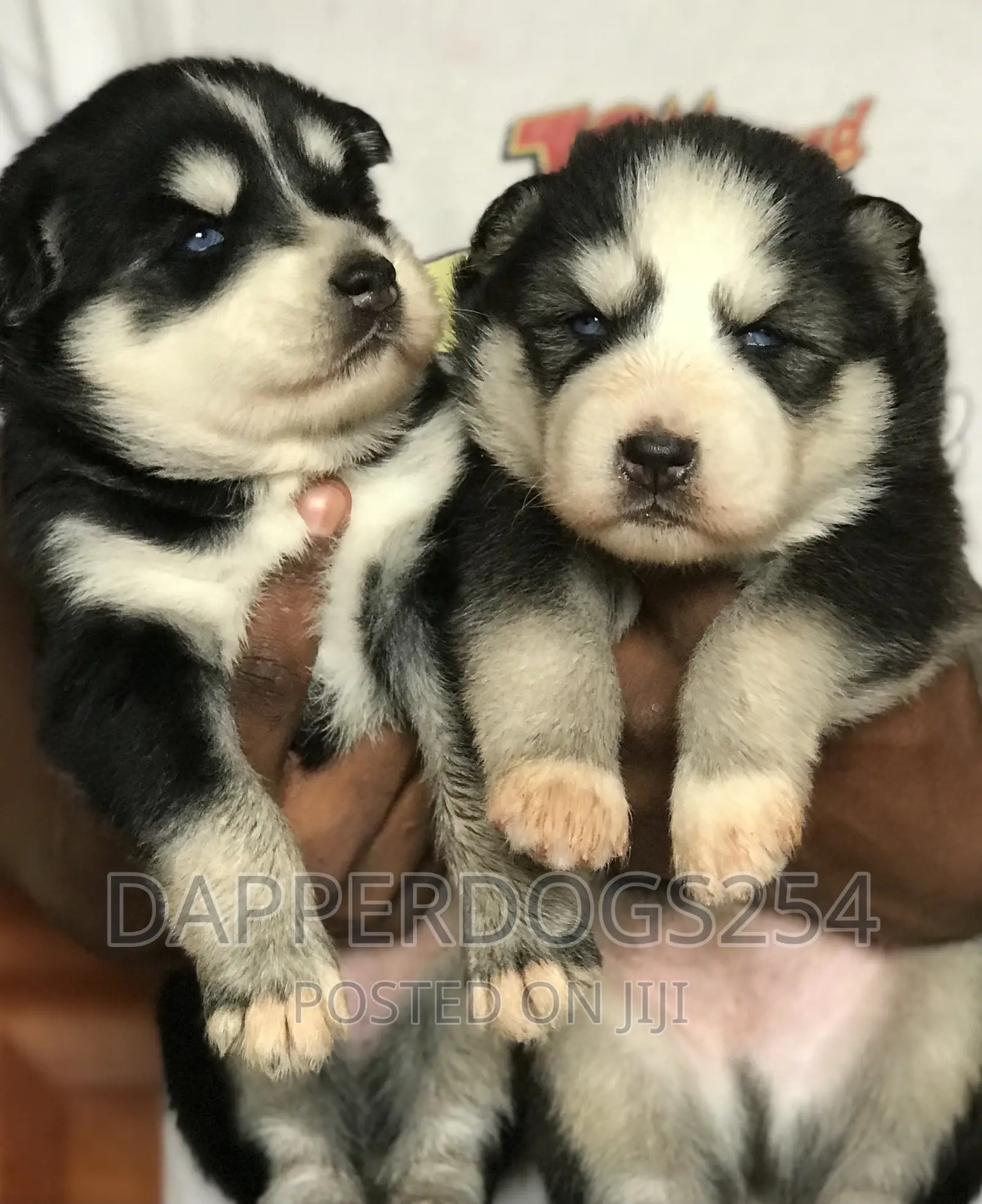 1-3 months Male Purebred Siberian Husky